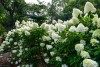 Bush of white hydrangeas