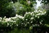 Side view of white hydrangea bush