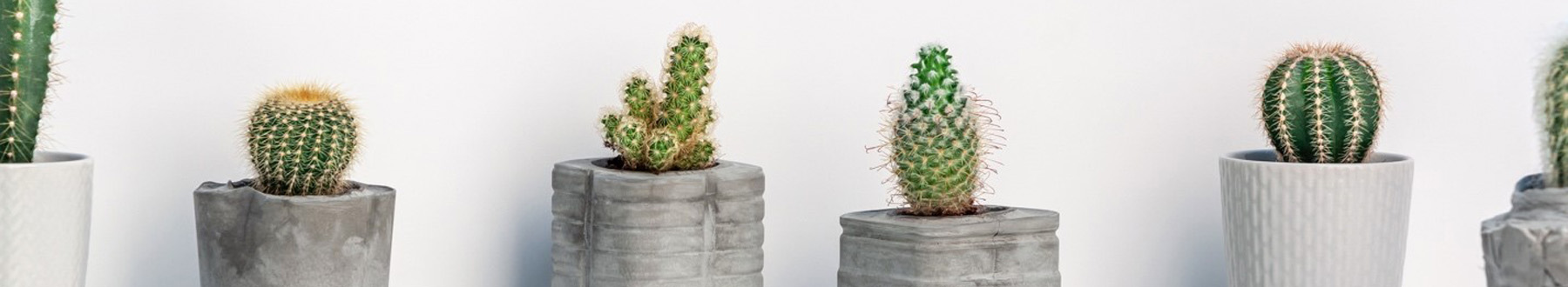 Plants in containers