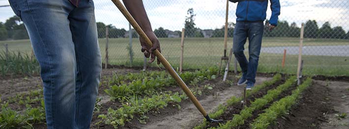 Growing sustainable food