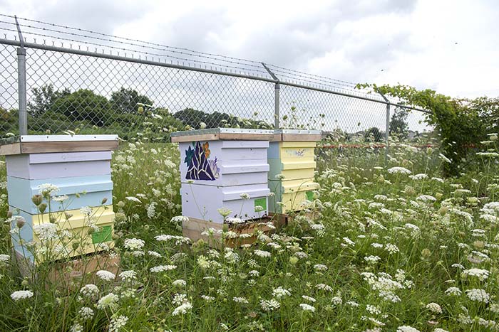 Bee hives at Fanshawe College