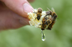 Apiary research at Fanshawe