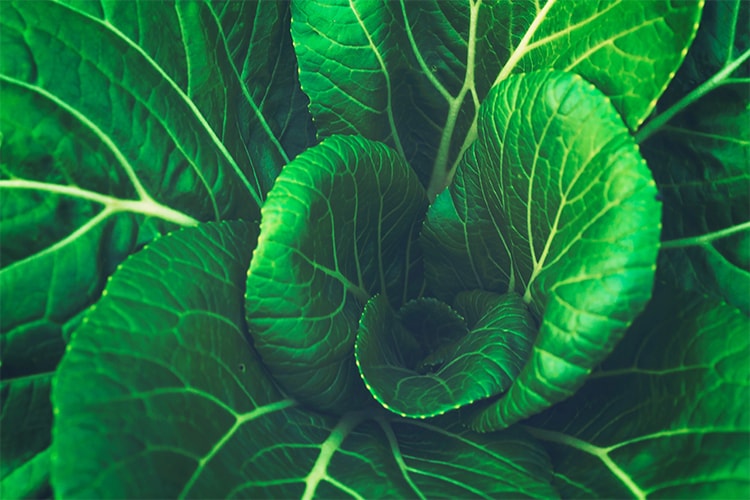 Cabbage image